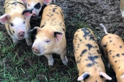 Oxford Brown pigs on Guernsey Island.