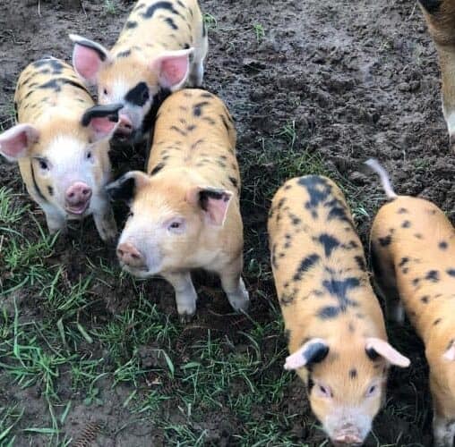 Oxford Brown pigs on Guernsey Island.