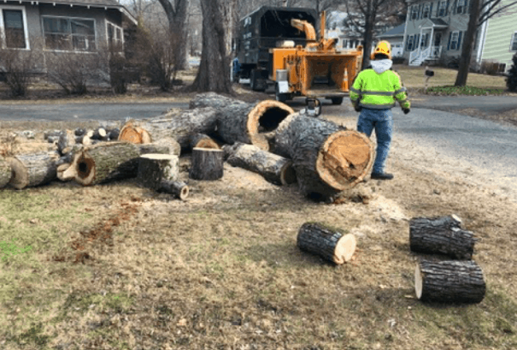 New England Gold: Stocking the Sheds with Firewood