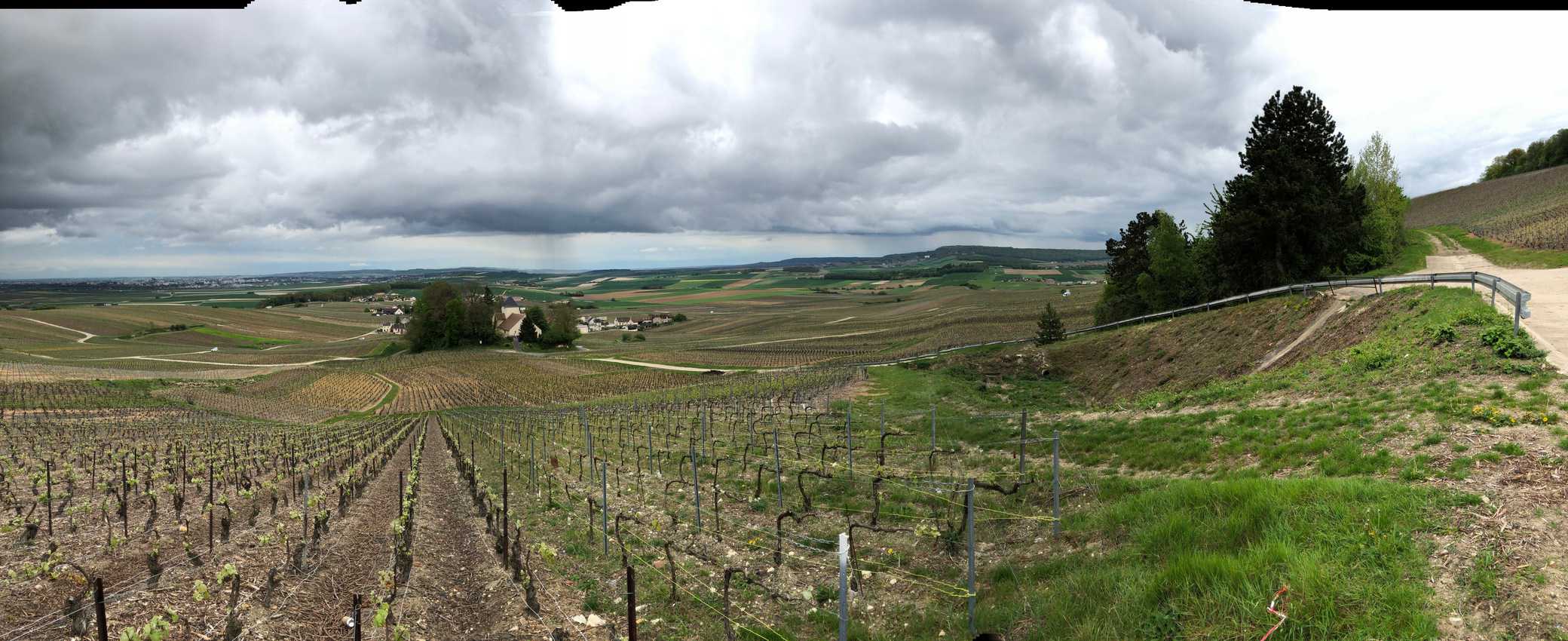 The vineyards stretch for miles in every direction outside of Reims, France.