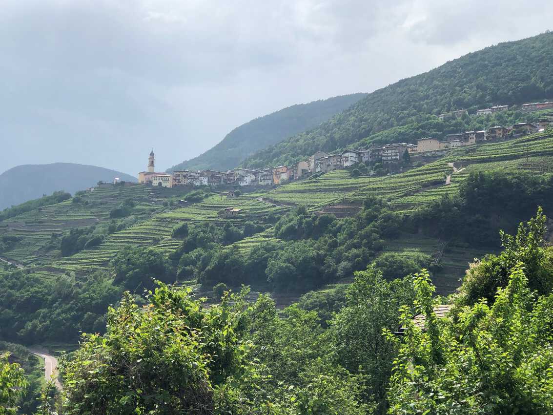 View of the wine growing terraces in Castello di Segonzano in Valle di Cembra.