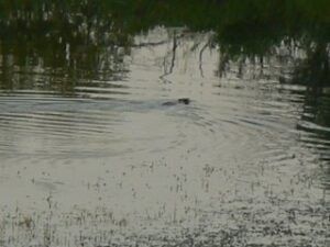 Beaver Blockade at GCC