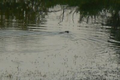 Beaver in Montana