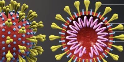 coronavirus