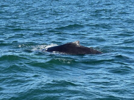 Humpback whale in Virginia Beach