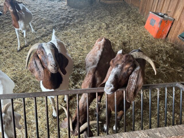 Goats are part of the fun at Au Pied Leve, in Quebec, agritourism.