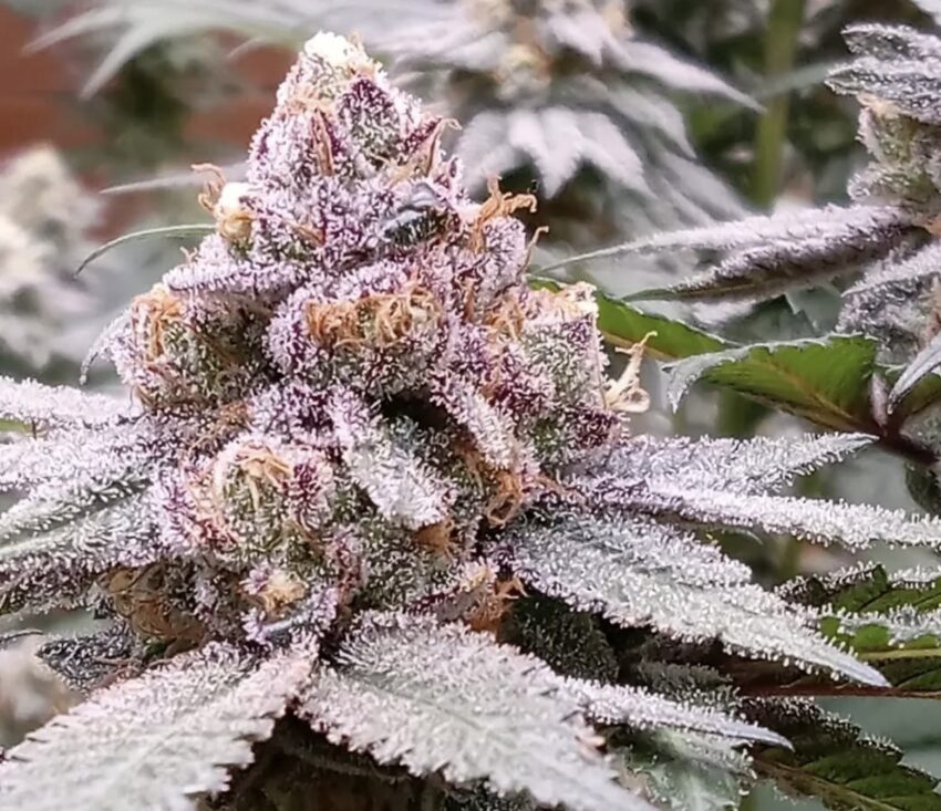 This is our Blue Apricot Sherbert x Grape Gasoline