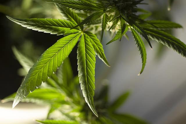 Reefer Refund: The Quiet Reversal of Cannabis Impact Fees